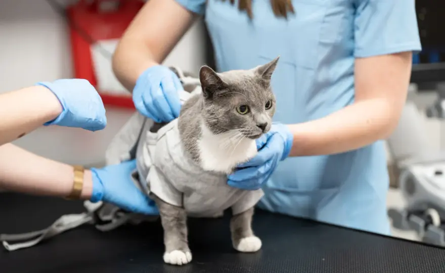 Co robi weterynarz? Od diagnozy po ratowanie życia zwierząt