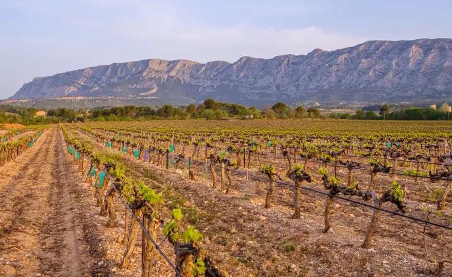Côtes de Provence - Mehr als nur Rosé: Ihr Guide zum Genuss