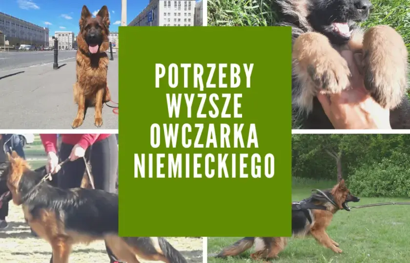 Twój owczarek niemiecki: Zrozum jego potrzeby i uszczęśliw go!