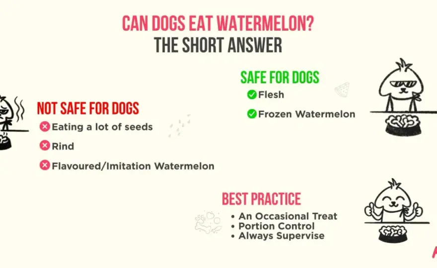 Can Dogs Eat Watermelon? The Safe Way to Share