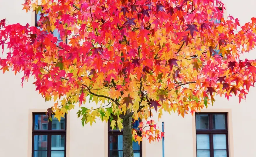 Quel arbre planter dans son jardin ? Les bons choix