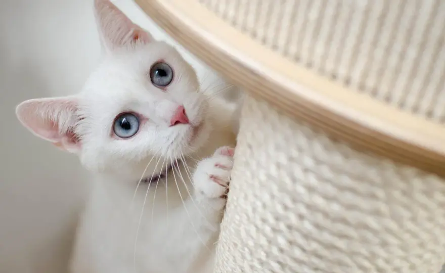 Is Your New Cat Adjusting? 7 Signs They're Settling In
