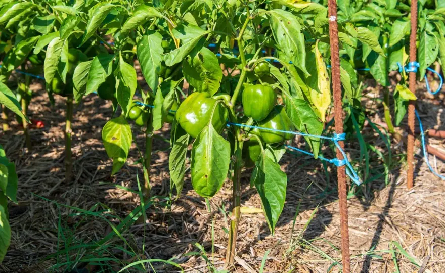 Planter et cultiver le poivron pour une récolte généreuse