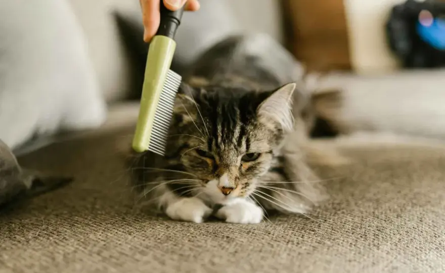 Muda de pelo en gatos - ¿Normal o problema?