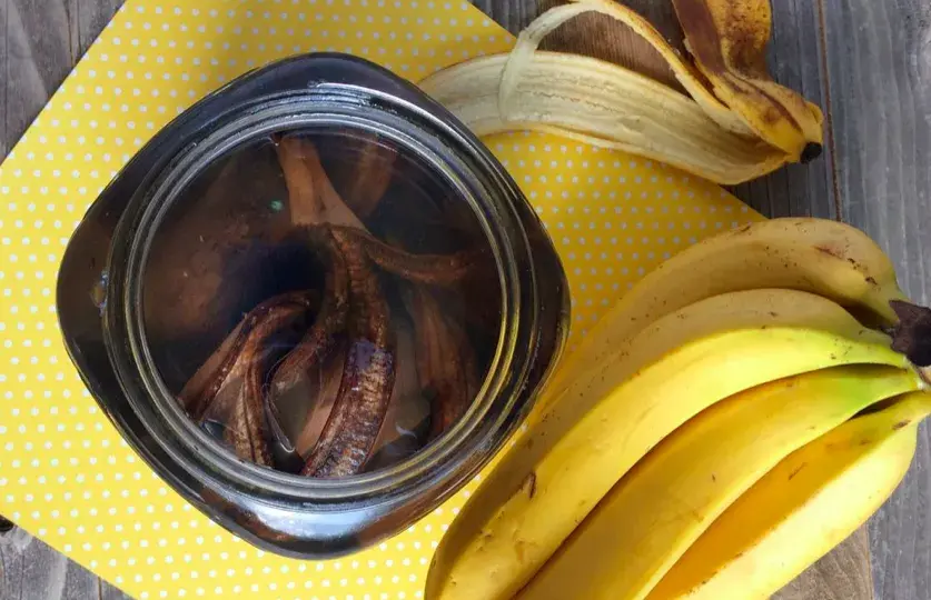 Jak zrobić nawóz ze skórki z banana? Proste metody, które zaskoczą!