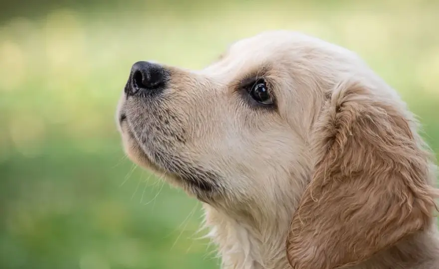 Ile waży szczeniak golden retriever? Waga, rozwój i porady dla zdrowia psa