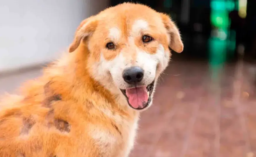 Mastocitoma en perros - ¿Qué define su pronóstico?