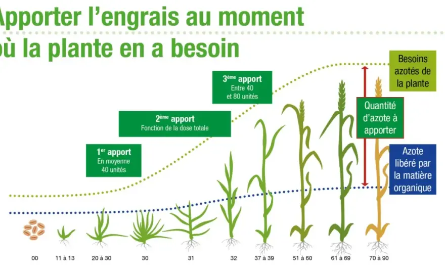 ITK Blé - Les Décisions Clés pour un Blé Rentable