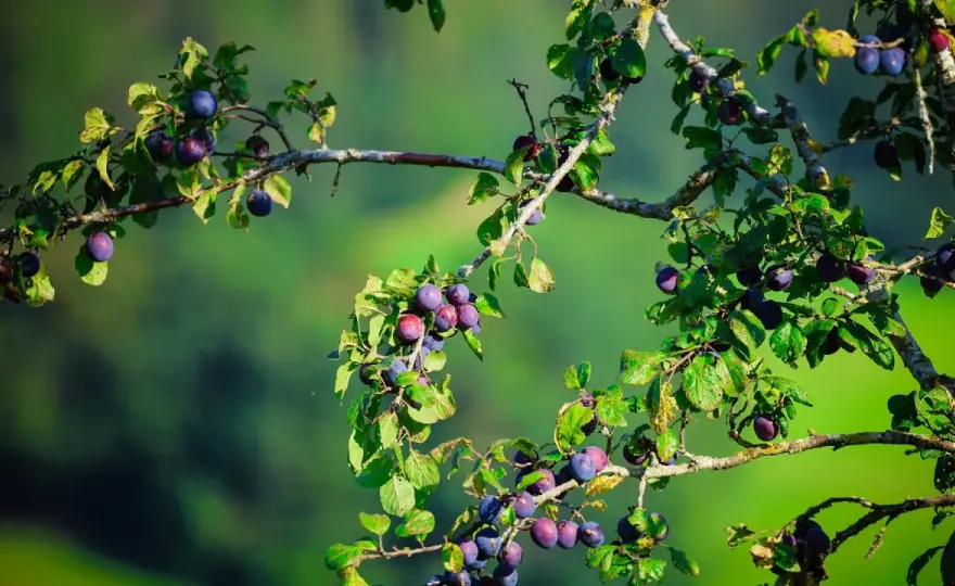 Pflaumenbaum aus Kern ziehen - so gelingt der Start