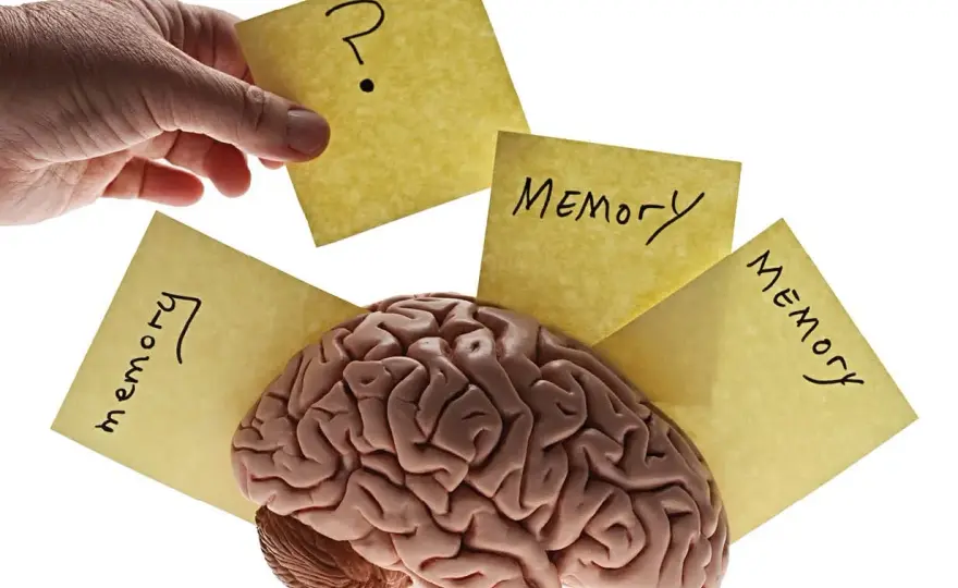 Procesamiento cognitivo para mejorar tu memoria y concentración