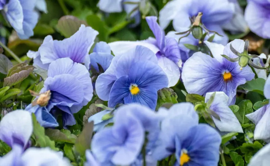 Blumen im Winter im Ziergarten - die besten Arten und Pflegetipps