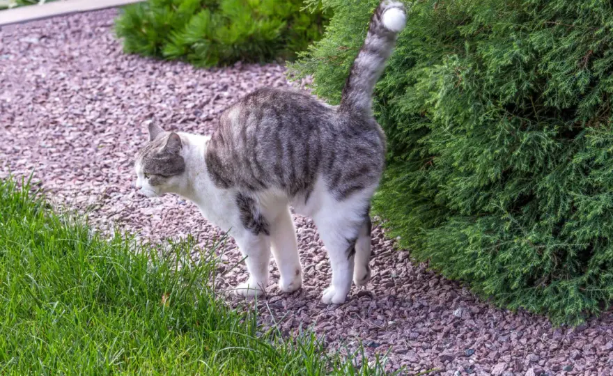 Katze markiert? Ursachen erkennen und richtig reagieren
