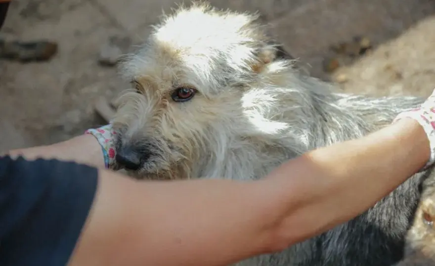 Psy z Ukrainy do adopcji: Twój dom może być ich schronieniem?