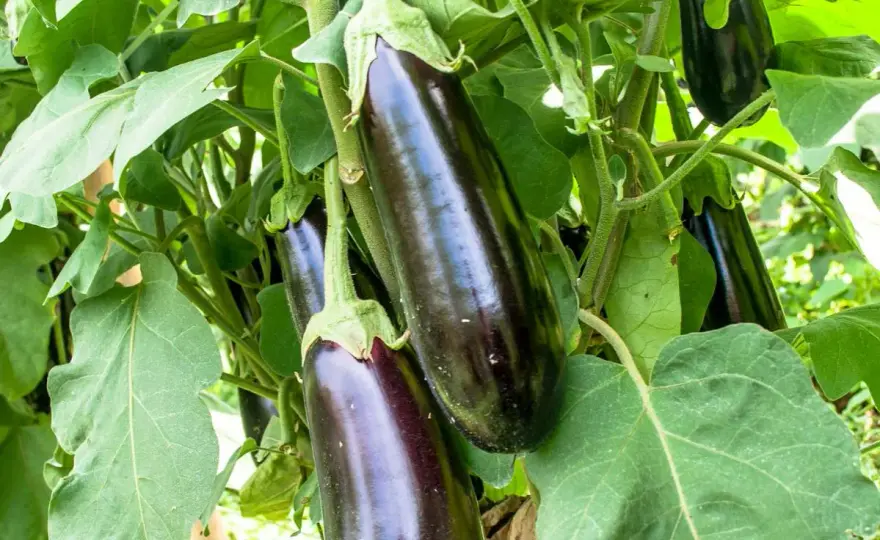 Taille aubergine - Le guide complet pour une récolte réussie