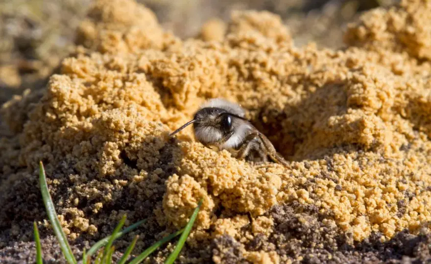 Sandarium auf dem Balkon - so gelingt der Nistplatz für Wildbienen