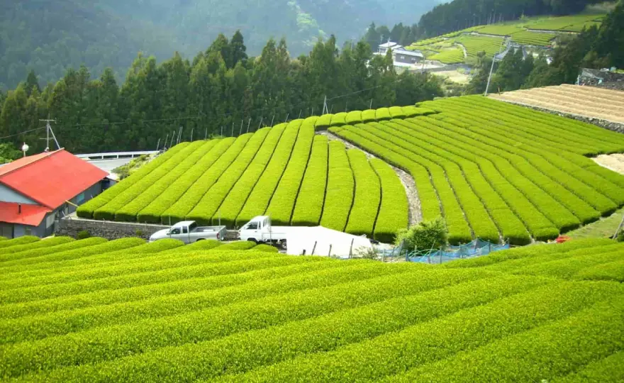 Matcha Herkunft - China, Japan & Qualität erkennen