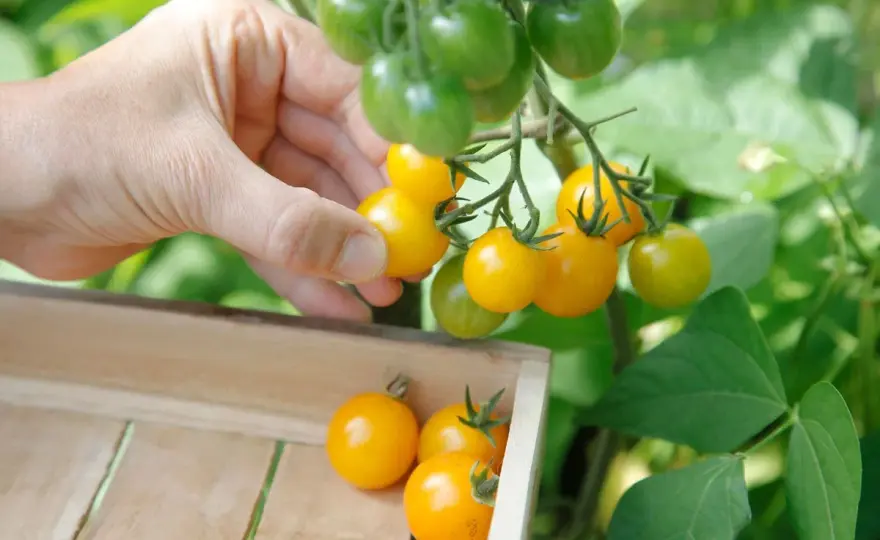 Tomate Cerise - Réussir sa Culture pour une Récolte Abondante