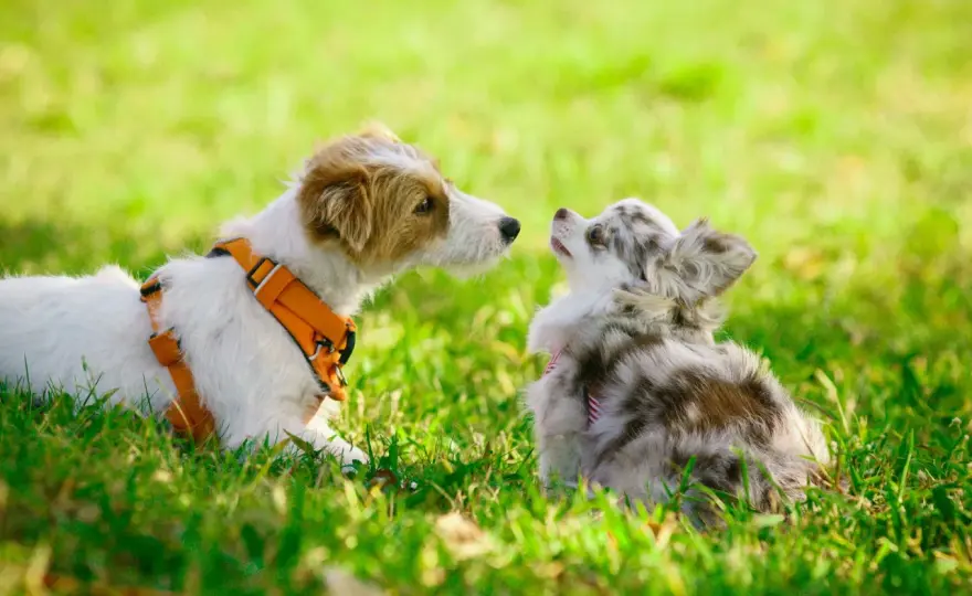 Cómo socializar a un perro - Guía sin forzar ni saturar