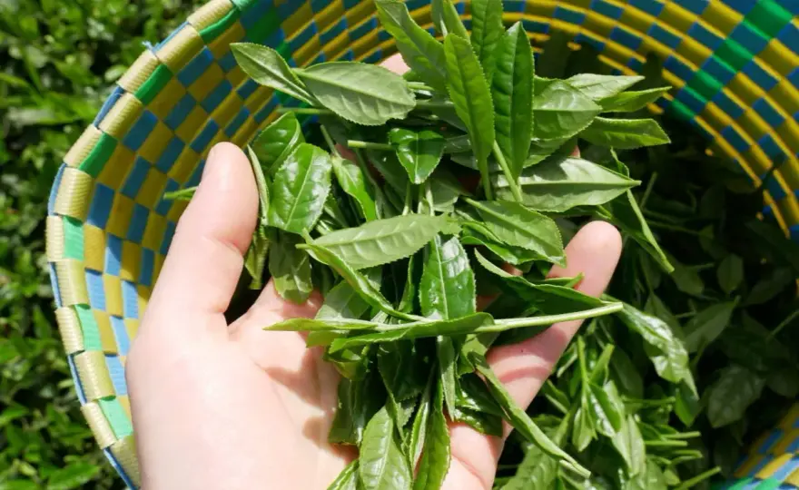 Was ist Matcha wirklich? Zusammensetzung & Qualität erkennen