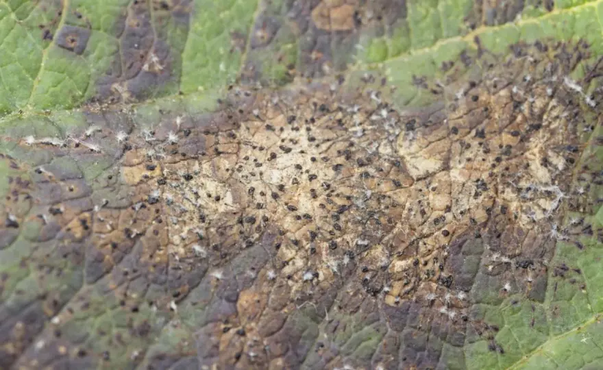 Maladies et insectes du pommier - reconnaître les dégâts