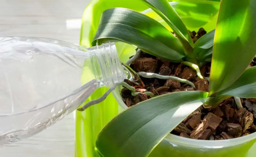 Comment arroser une orchidée en fleurs sans la faire souffrir ?
