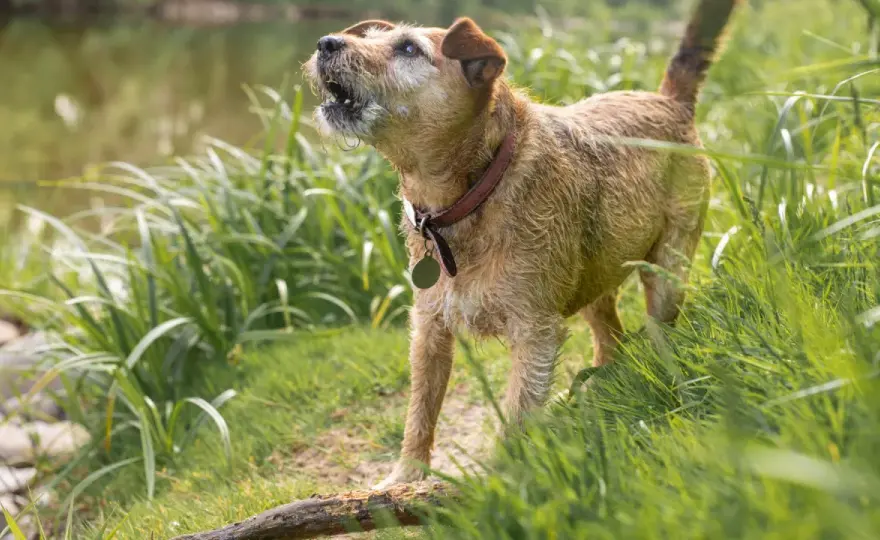 Mi perro ladra solo - ¿Ansiedad o aburrimiento? Guía experta