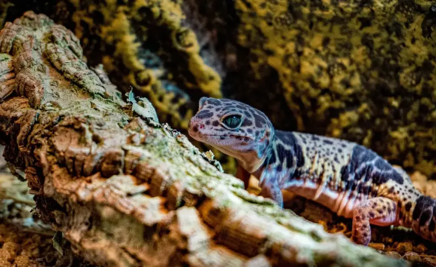 Gecko: ¿Lagartija o anfibio? Descubre su vida y éxito en España