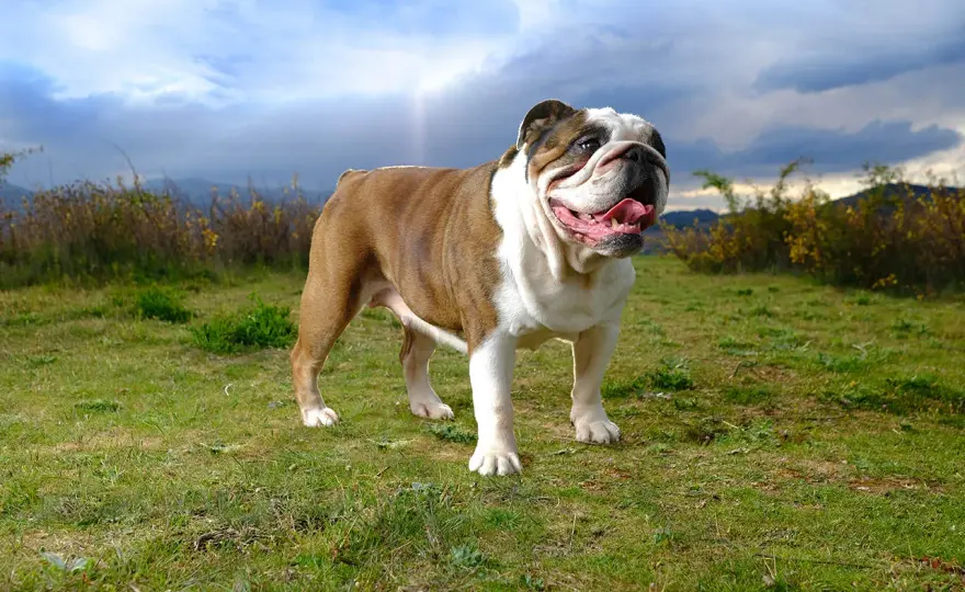 Buldog angielski - waga to nie wszystko! Sprawdź, czy nie tyje