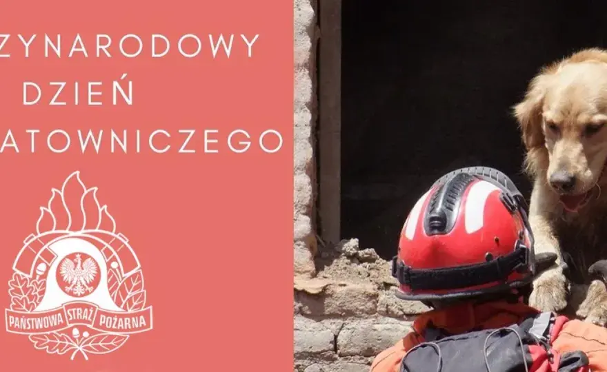 Międzynarodowy Dzień Psa - jak świętować z psem bezpiecznie?