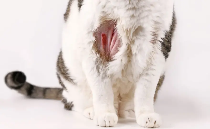 Katze kratzt sich blutig? So reagierst du richtig