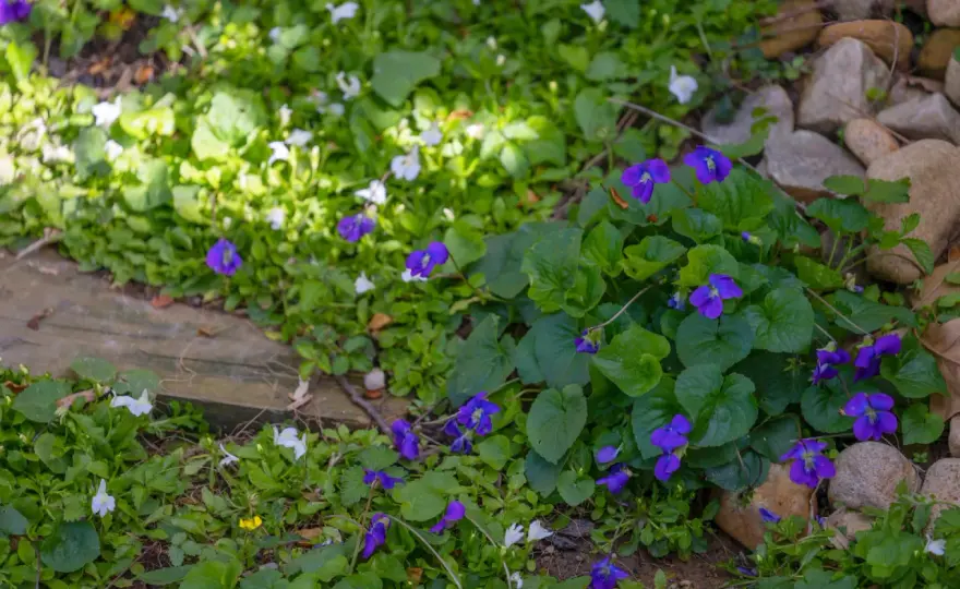 Couvre-sols persistants - Le guide pour un jardin sans effort