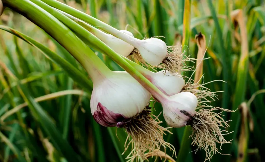 Knoblauch pflanzen - so gelingt der Start im Nutzgarten