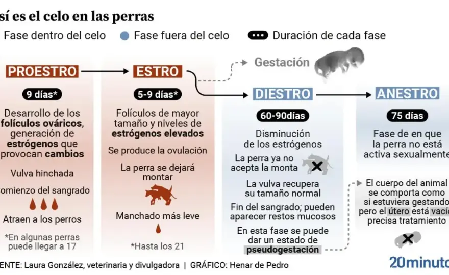 Celo de una perra - ¿Cuánto dura y cómo gestionarlo?