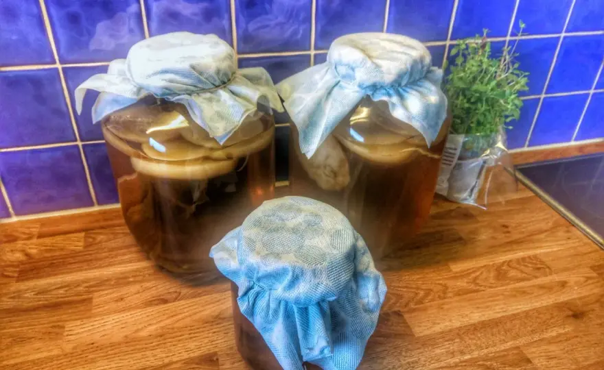 Brygga kombucha hemma - Undvik misstagen, lyckas varje gång!