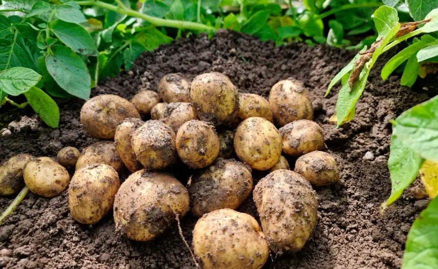 Kupa potatis - Så lyckas du med skörden varje gång