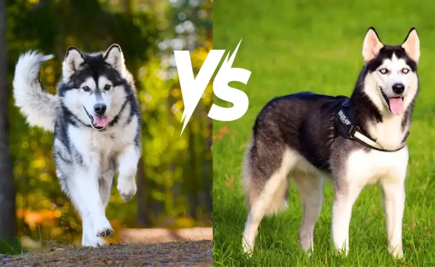 Husky czy malamut: który pies lepiej pasuje do twojego stylu życia?
