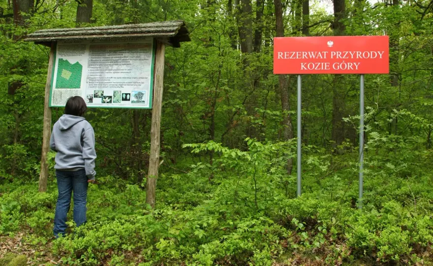 Rezerwat przyrody Kozie Góry: unikalna fauna, flora i atrakcje