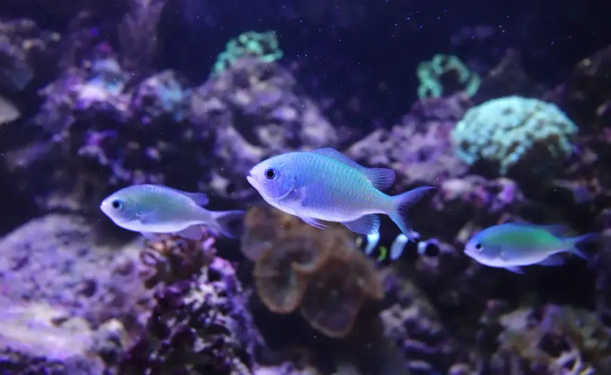 Ryby po angielsku - To nie fish! Poznaj poprawną nazwę i wymowę