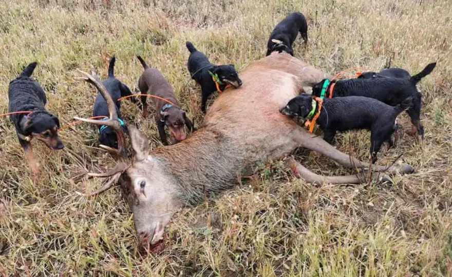 Terrier de chasse - Tout savoir sur ces chiens d'exception