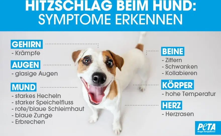 Überhitzter Hund - Warnzeichen erkennen und richtig handeln
