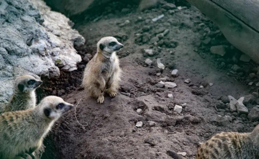 Zoo Łączna - Czy to najlepszy wybór na rodzinny weekend?