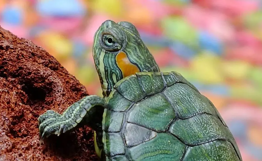 Tortugas acuáticas - Guía para cuidarlas bien en casa