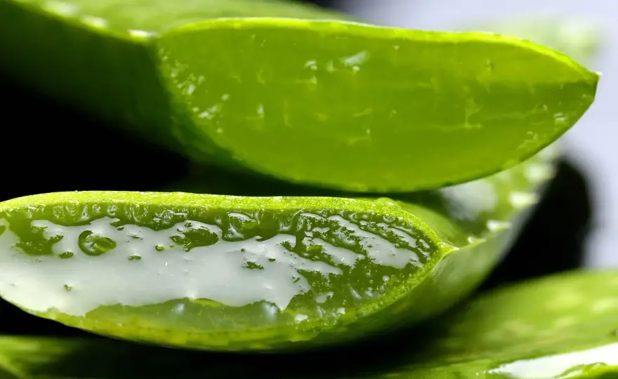 Aloes w kosmetykach - jak działa i kiedy ma sens?