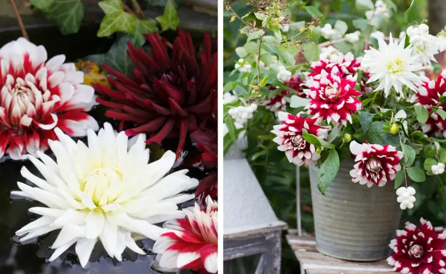 Dahlia i kruka - Så lyckas du med blomningen!
