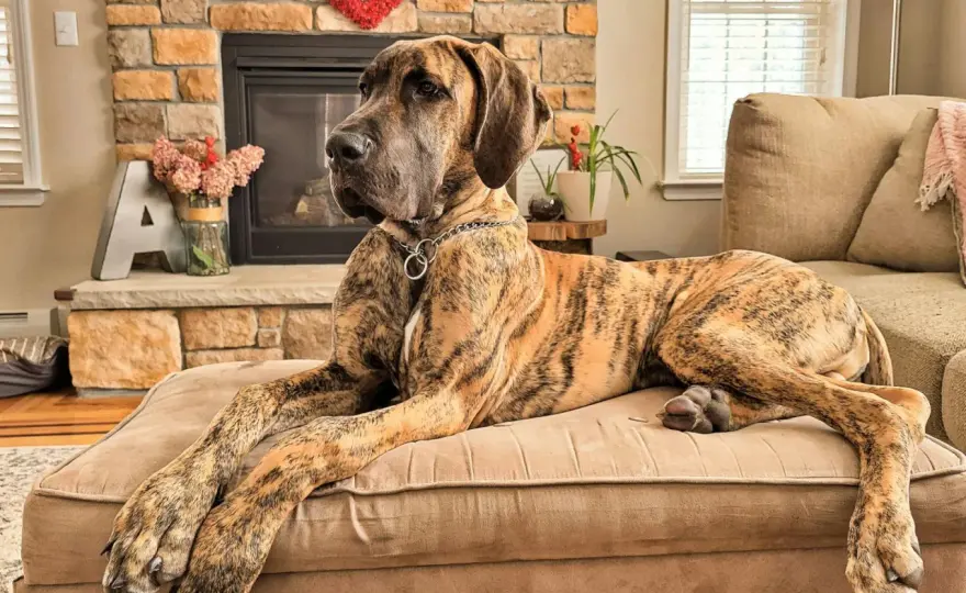 Największa rasa psa? Dog niemiecki wśród psich olbrzymów