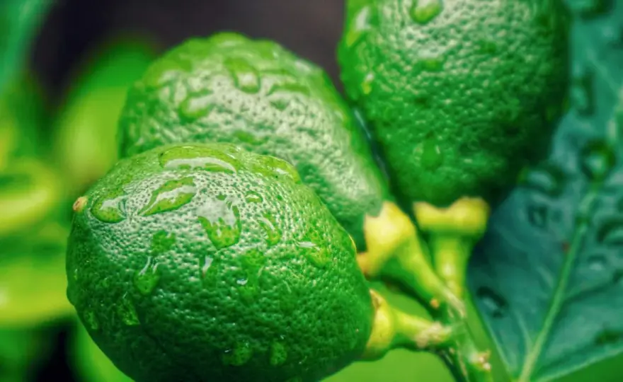 Limetten haltbar machen - So bleiben sie wochenlang frisch und saftig