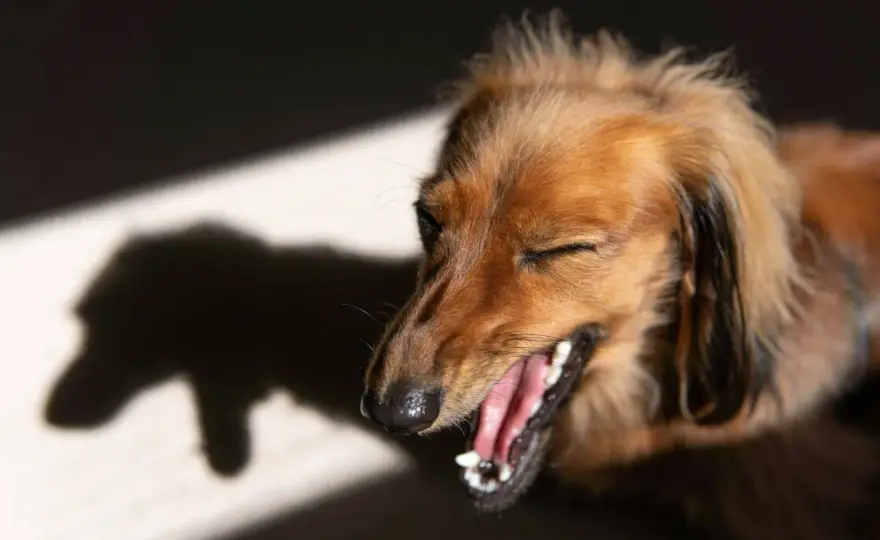 Tos seca con arcadas en perros - ¿Cuándo preocuparse?