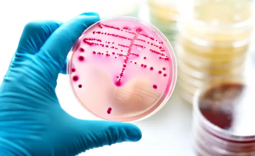 Enterococcus faecalis w nasieniu: Jak leczyć tę bakterię?