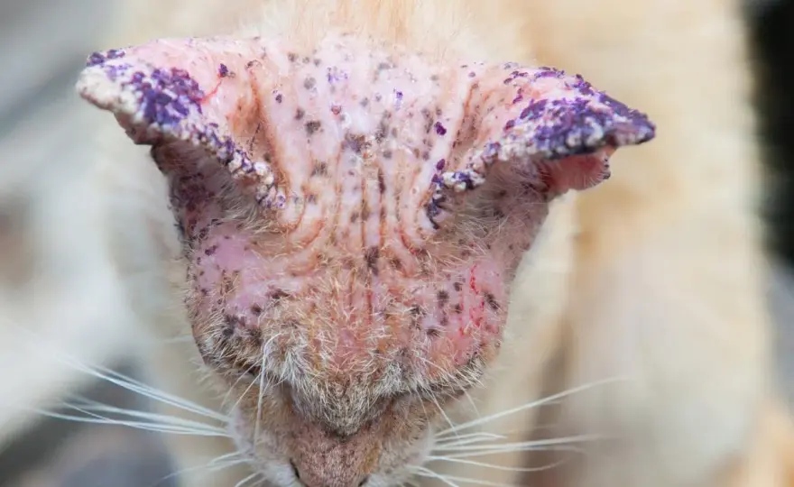 Hongos en gatos - Cómo identificarlos y tratarlos eficazmente