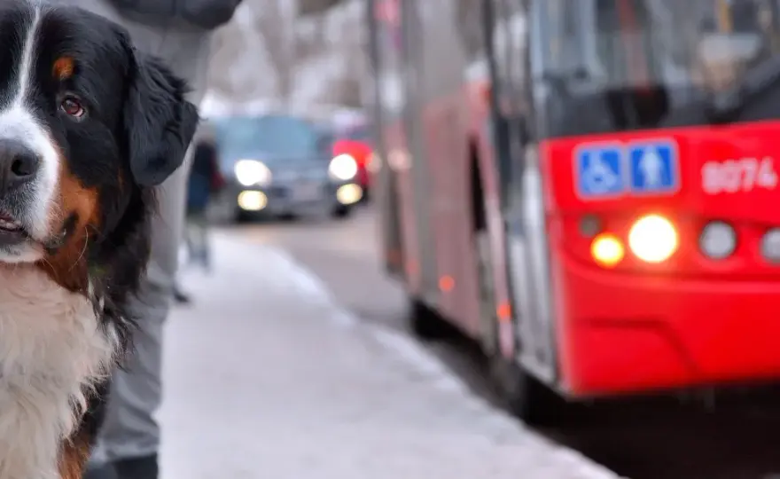 Hund im Bus - Regeln, Tickets & entspannte Fahrt planen